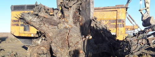 Stump Grinding