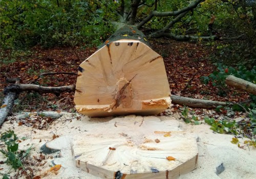 Tree Surgery for Domestic & Commercial Sites