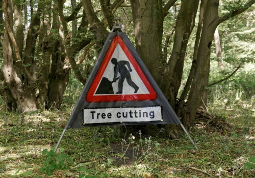 Safe, Professional & Responsible Tree Work