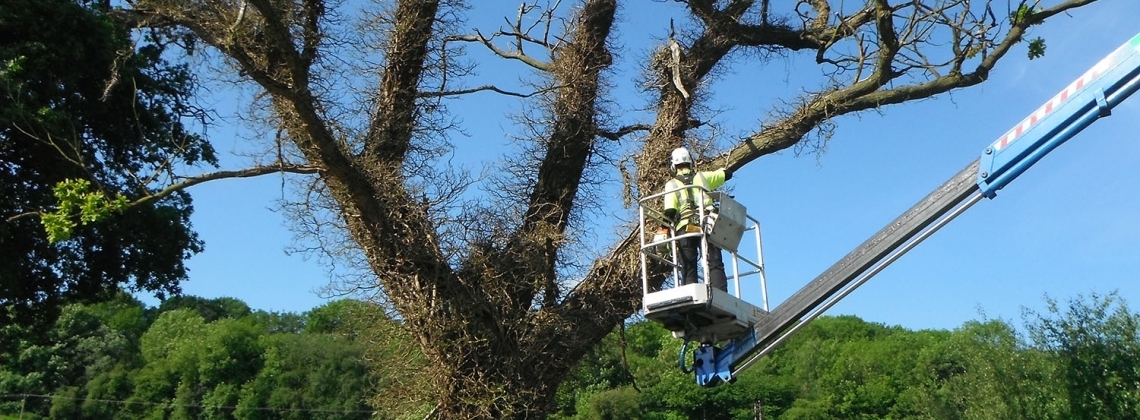ARB Approved Contractor - the tree work industry standard for quality  assured, compliant arboricultural contracting