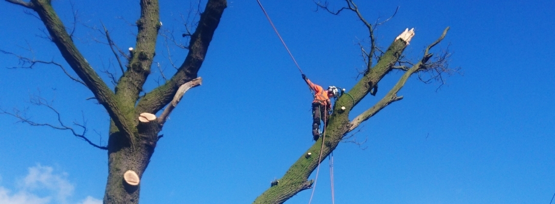 Safe, efficient and expert tree removal